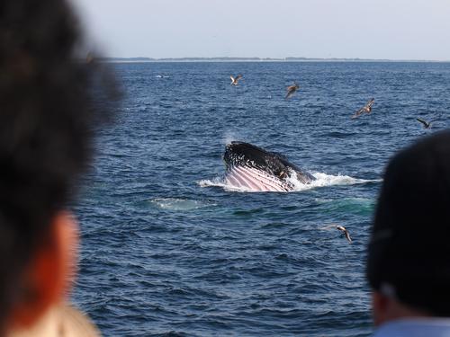 Whale surfacing #6