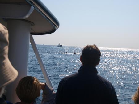 Looking at whales