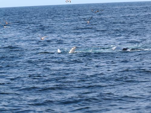 Whale flipper #2