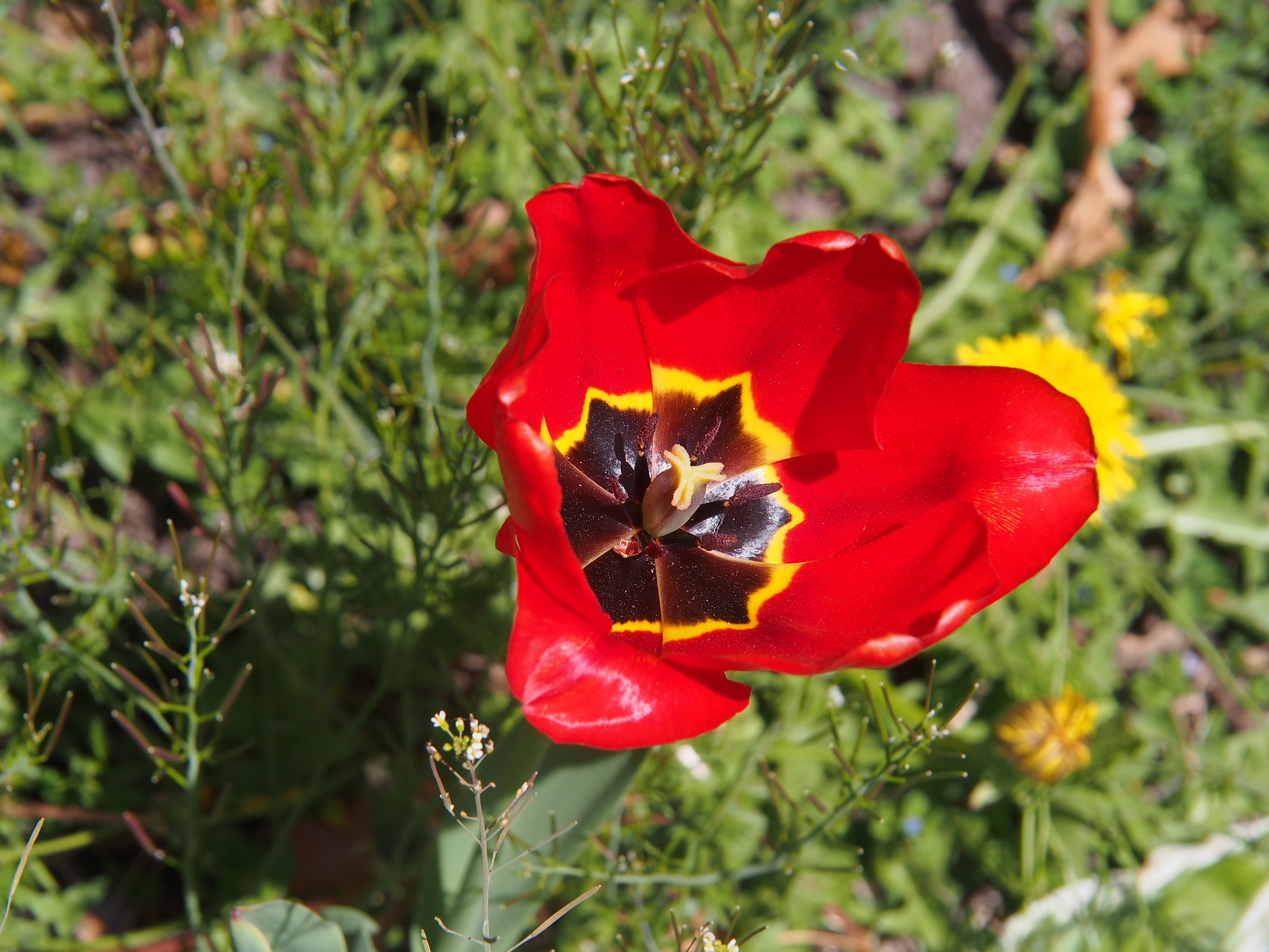 Red tulip #2