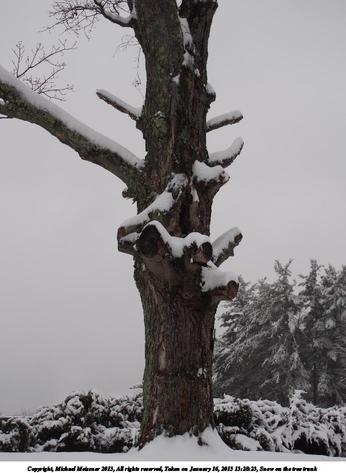 Snow on the tree trunk