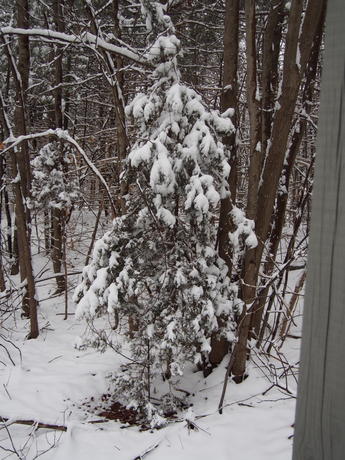 Snowy tree #2