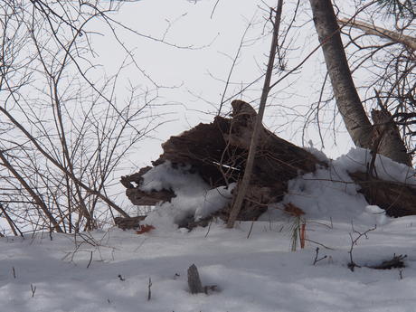 Snow on a tree stump