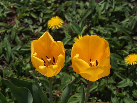 Yellow tulips #2