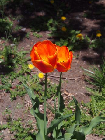 Red/orange tulips