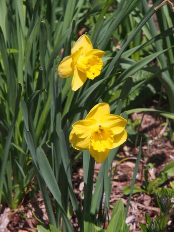 Yellow daffodils #2