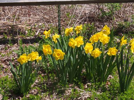 Yellow daffodils #3