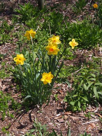 Yellow daffodils #4