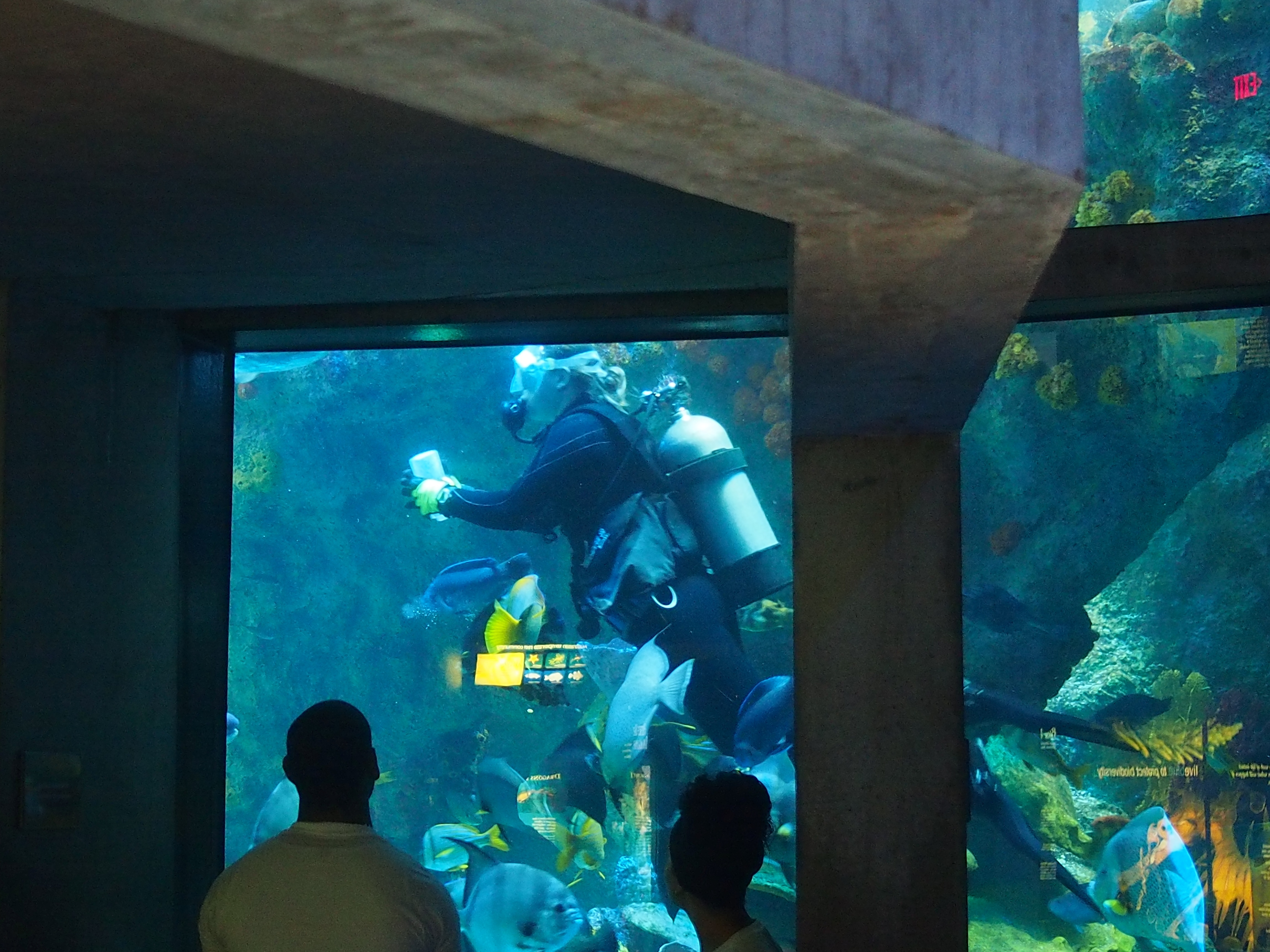 Divers in the big tank #3