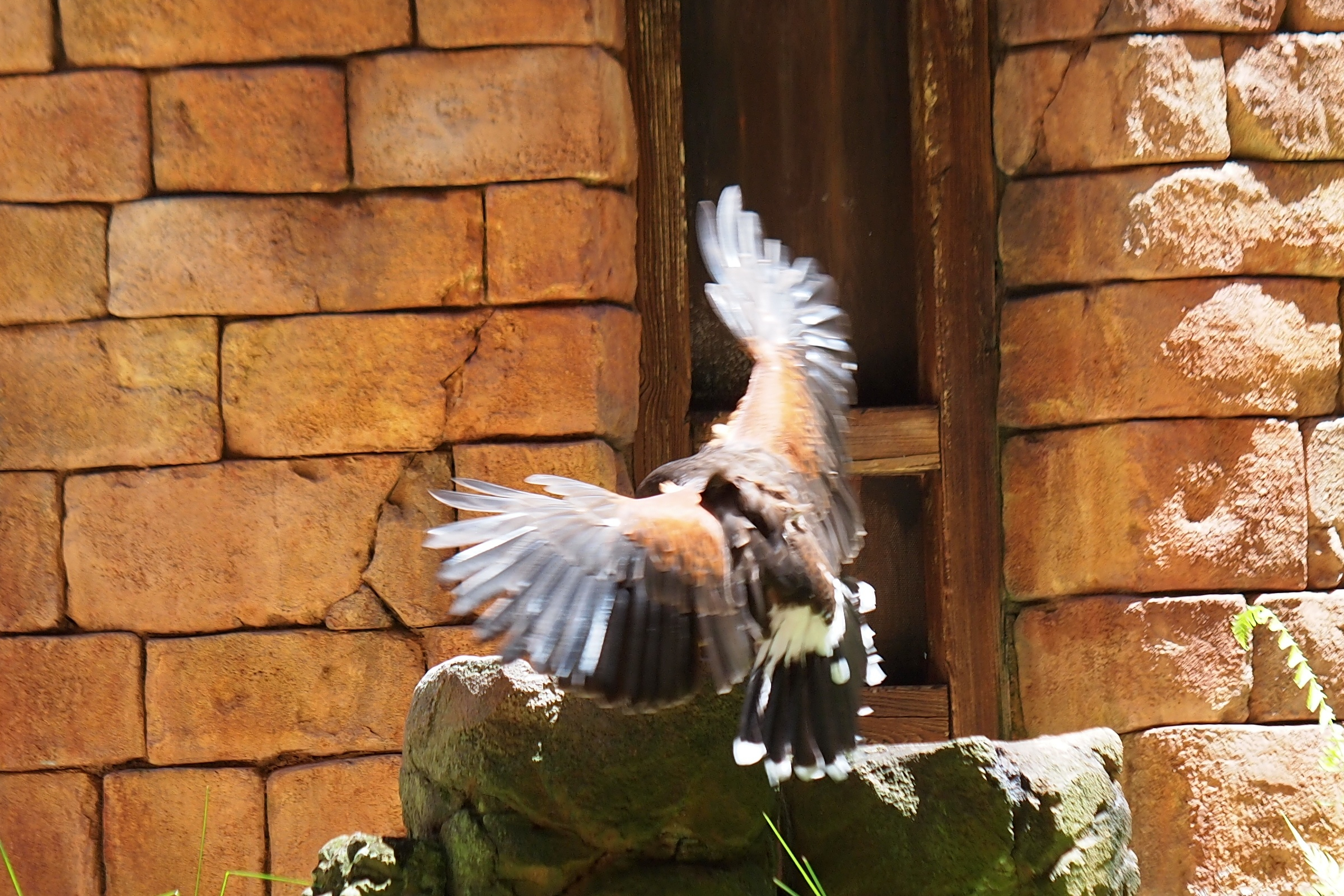 Flights of Wonder bird show #38