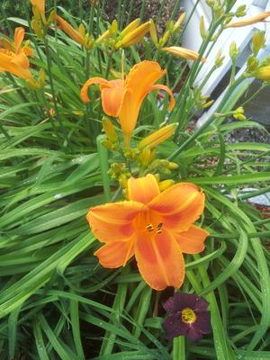 Orange daylily