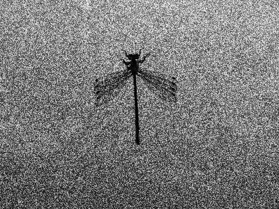 Grainy film dragonfly