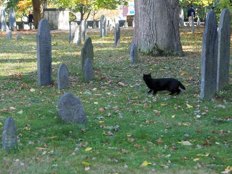 Black cat in graveyard