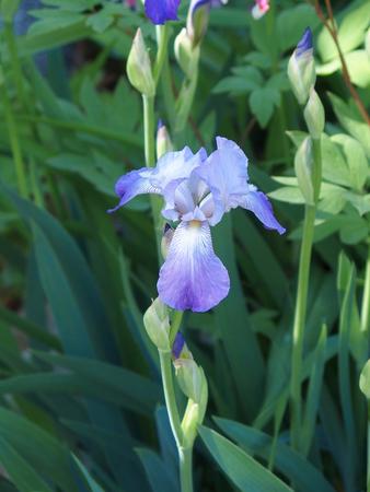 Purple Iris #3