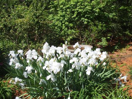 White irisies