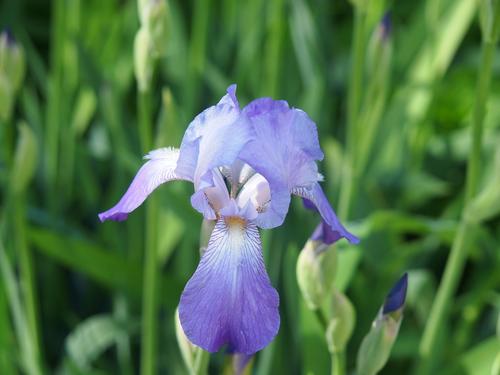 Purple Iris #4