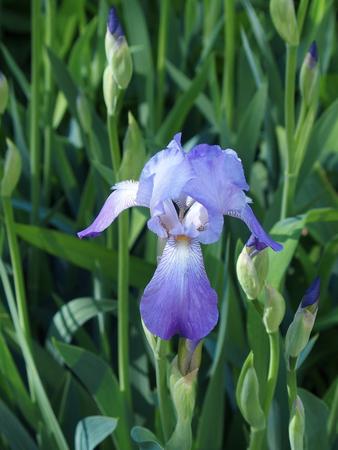 Purple Iris #5