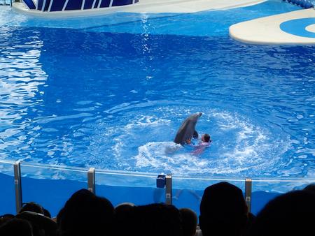 Dolphin show #3