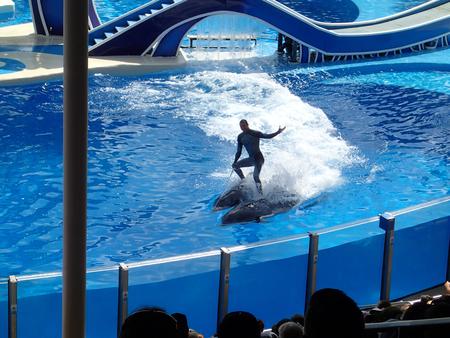 Dolphin show #11