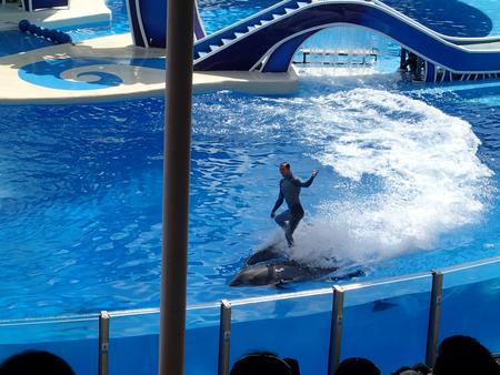 Dolphin show #12