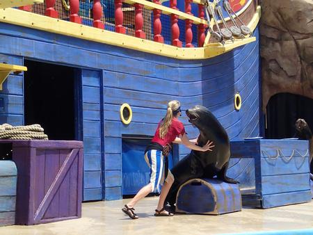 Sea lion show #4
