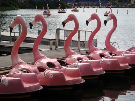 Flamingo boats