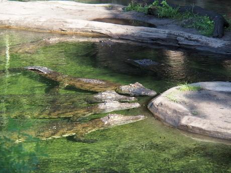Nile crocodile #5