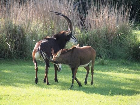 Scimitar-horned Oryx #3