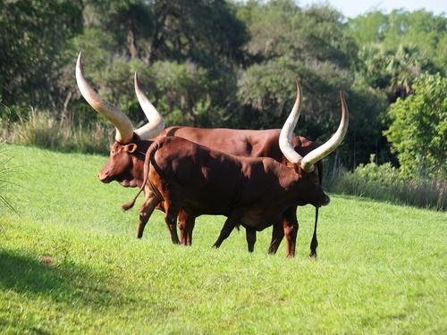 Anikole cattle #2