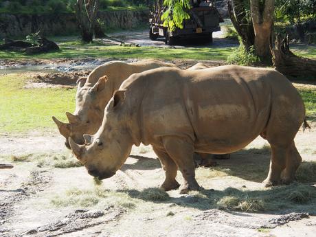White rhinoceros #5