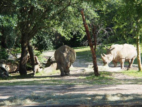 White rhinoceros #9