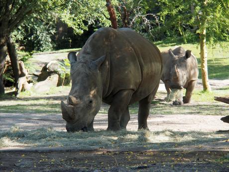 White rhinoceros #11