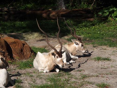 Scimitar-horned Oryx #6