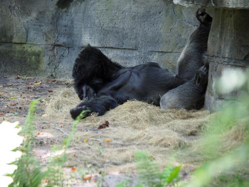 Gorilla at ease