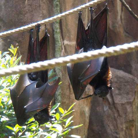 Bats #3