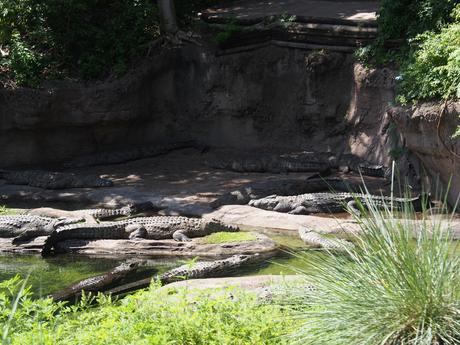 Nile crocodile #6