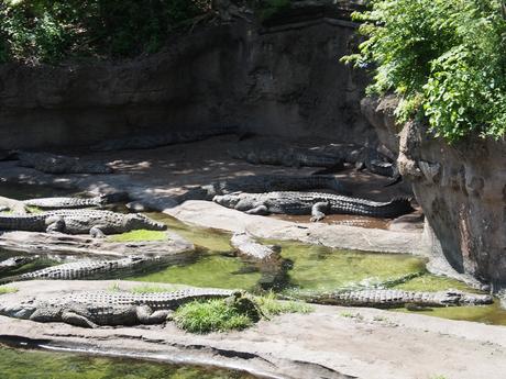 Nile crocodile #7
