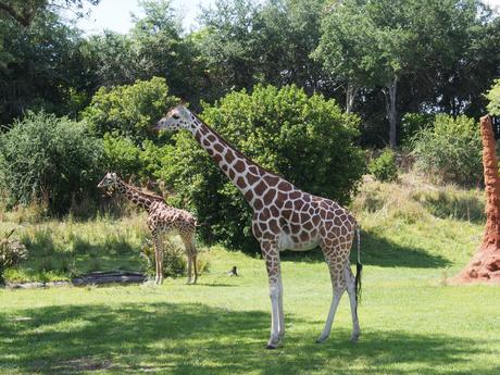 Reticulated Giraffe #6