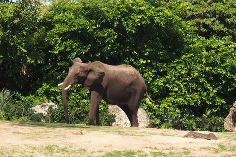 Elephant #2