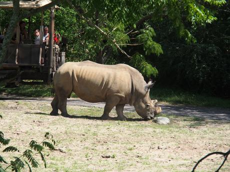 White rhinoceros #13