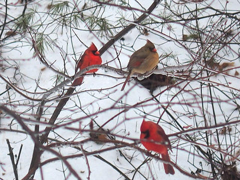 Cardinals in winter