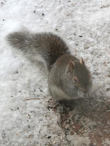 Squirrel in winter #3