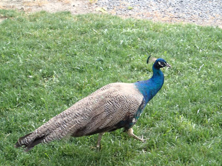 Peacock #3