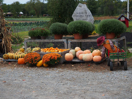 Fall at Springdell Farm