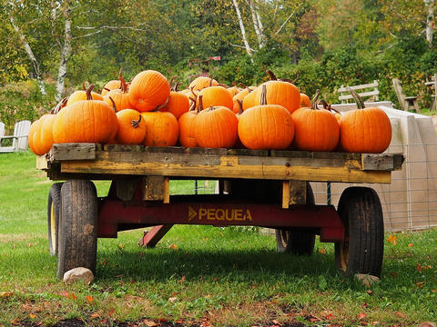 Fall at Springdell Farm #2