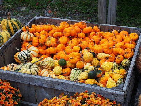 Fall at Springdell Farm #3