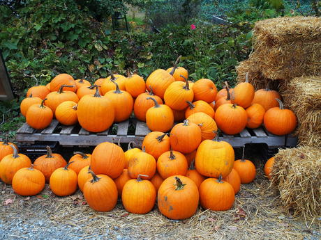 Fall at Springdell Farm #4