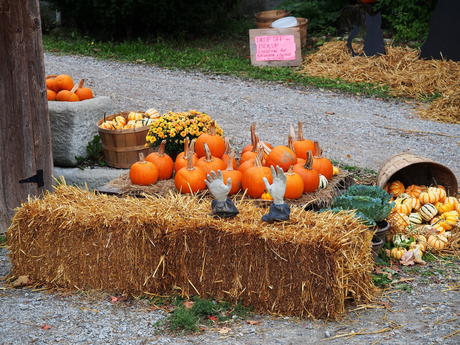 Fall at Springdell Farm #9