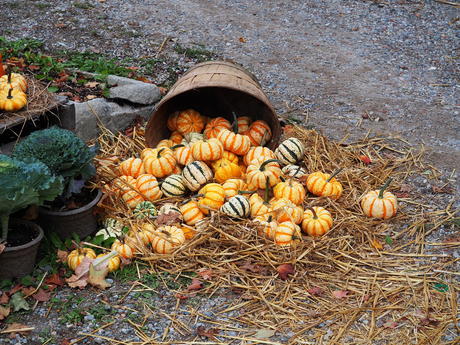 Fall at Springdell Farm #10