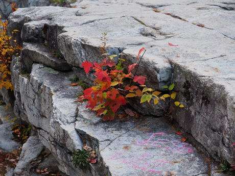 Leaves in a rock